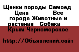 Щенки породы Самоед › Цена ­ 20 000 - Все города Животные и растения » Собаки   . Крым,Черноморское